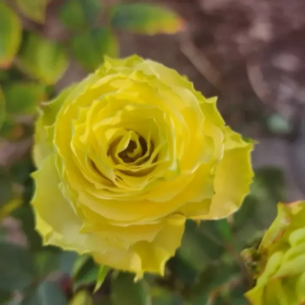 Саджанці троянди чайно гібридної Лімбо (LImbo)