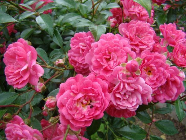 Саджанці троянди грунтопокривної Лавлі Фейрі (Lovely Fairy)