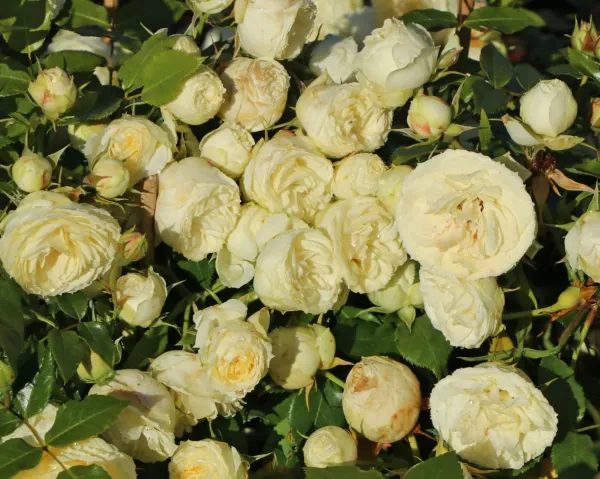 Саджанці троянди спрей Лавлі Грін  (Lovely green)