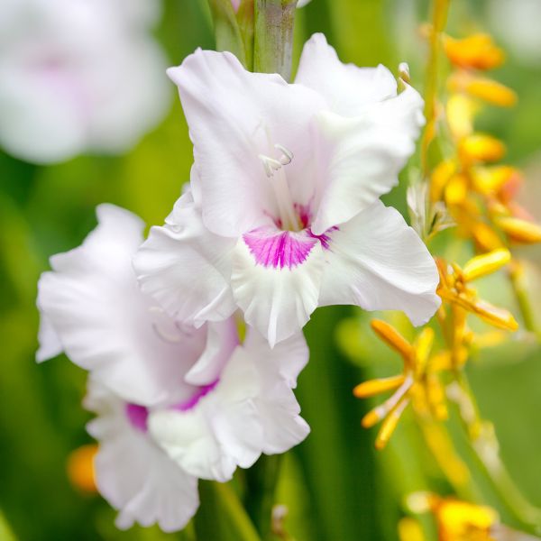 Гладіолус Norma Jean (12-14)