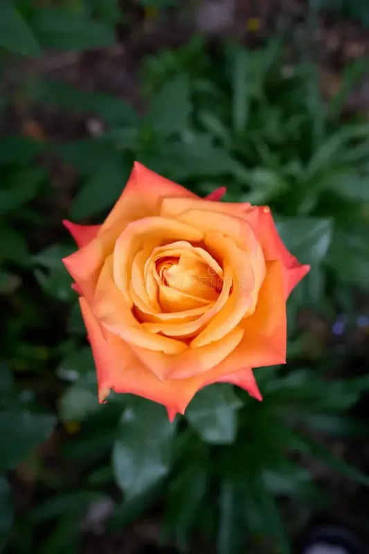 Саджанці троянди Луї де Фінес (Louis de Funès)