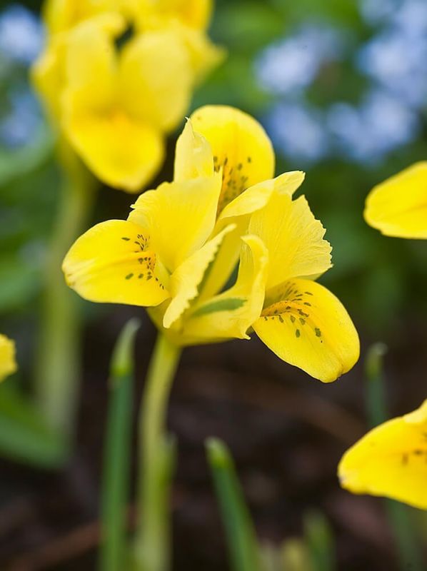 Ірис  карликовий Danfordiae (reticulata) 3 шт в упаковці