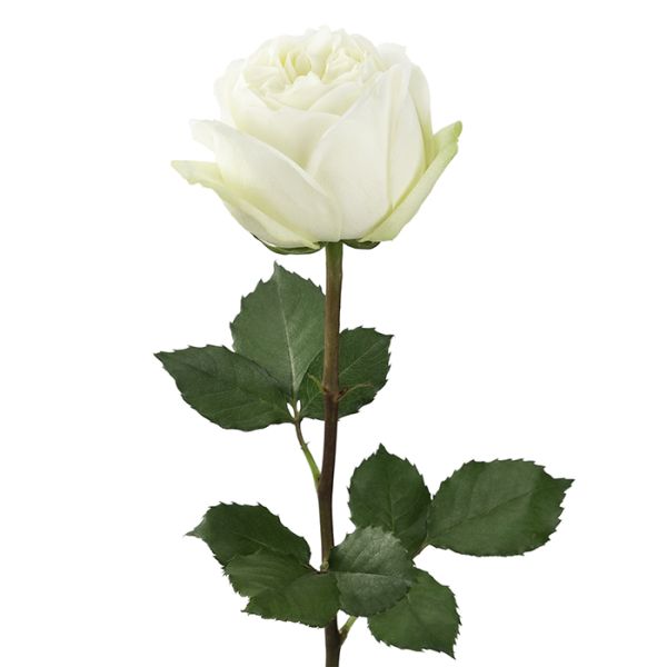 Саджанці троянди  чайно-гібридної Поло