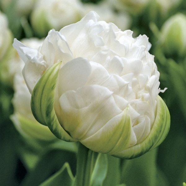 Тюльпан махровий Ice Age (Айс Ейдж)