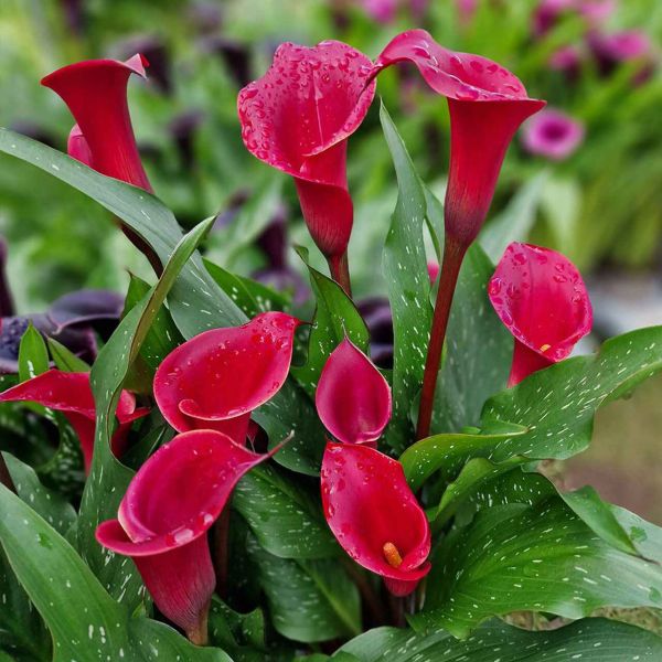 Калла Vermont (20+)