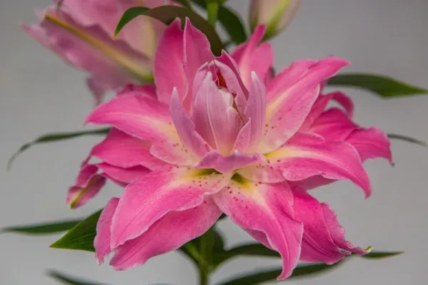 Лілія махрова Twyford (22-24)