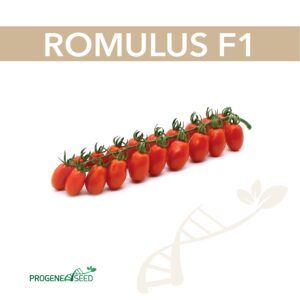 Томат ROMULUS F1 (Ромулус F1) 5 шт