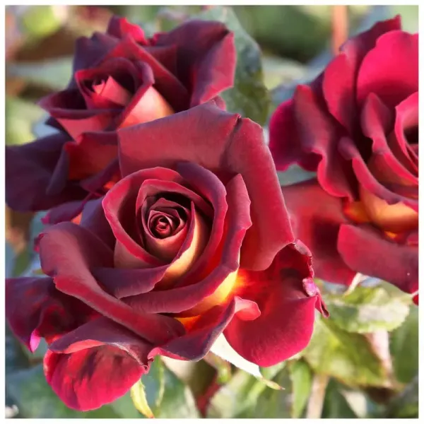 Саджанці троянди чайно-гібридної Едді Мітчел (Eddy Mitchell)