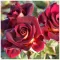 Саджанці троянди чайно-гібридної Едді Мітчел (Eddy Mitchell)