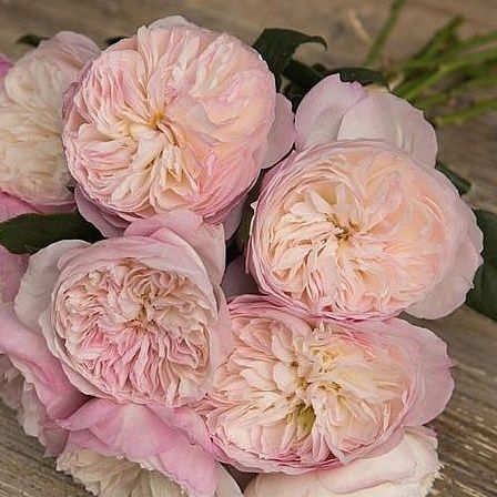 Саджанці троянди Констанс Constance)