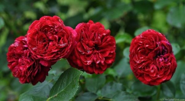 Саджанці троянди флорібунда червона Шапочка (Роткепхен, Rotkäppchen)