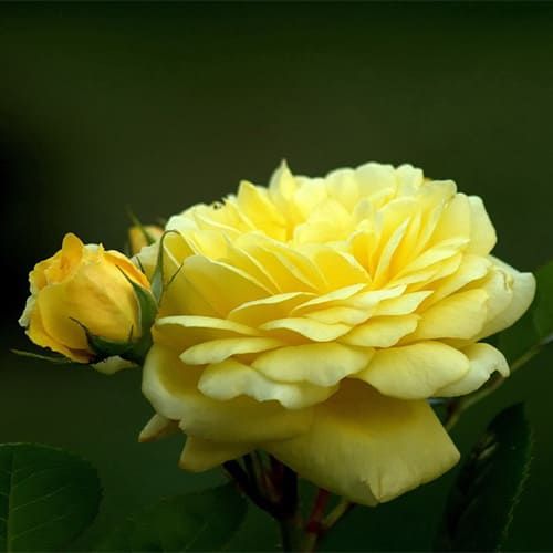 Саджанці троянди фдорібунди  Анні Дюпре (Anny Duperey)