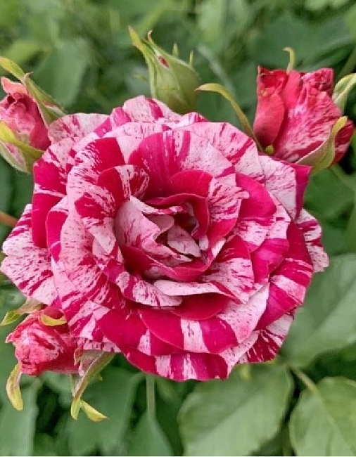 Саджанці троянди спрей Ред Графіті ( Red Graffiti)