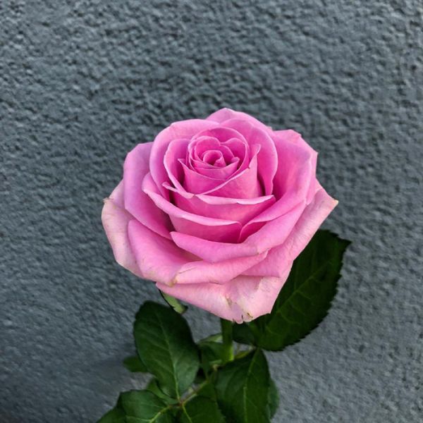 Саджанці троянди чайно-гібридної Аква (aqua)