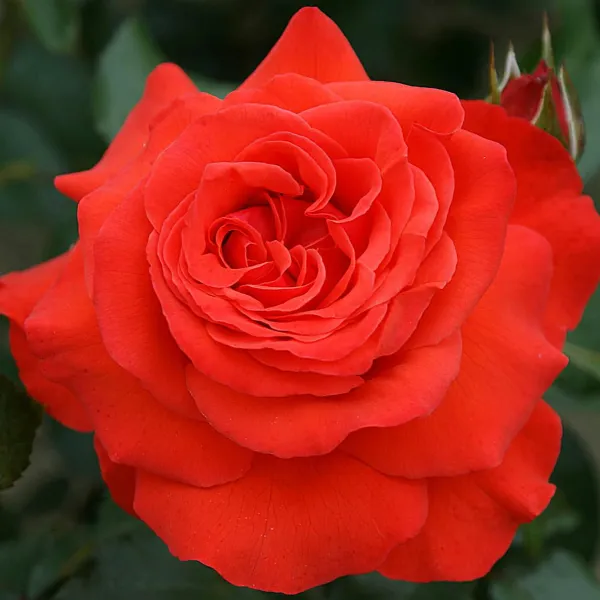 Саджанці плетистої троянди Саліта