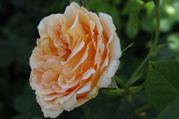 Саджанці троянди Полька 91