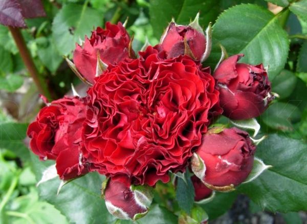 Саджанці троянди - спрей  Ред Сенсейшн (Red Sensation)