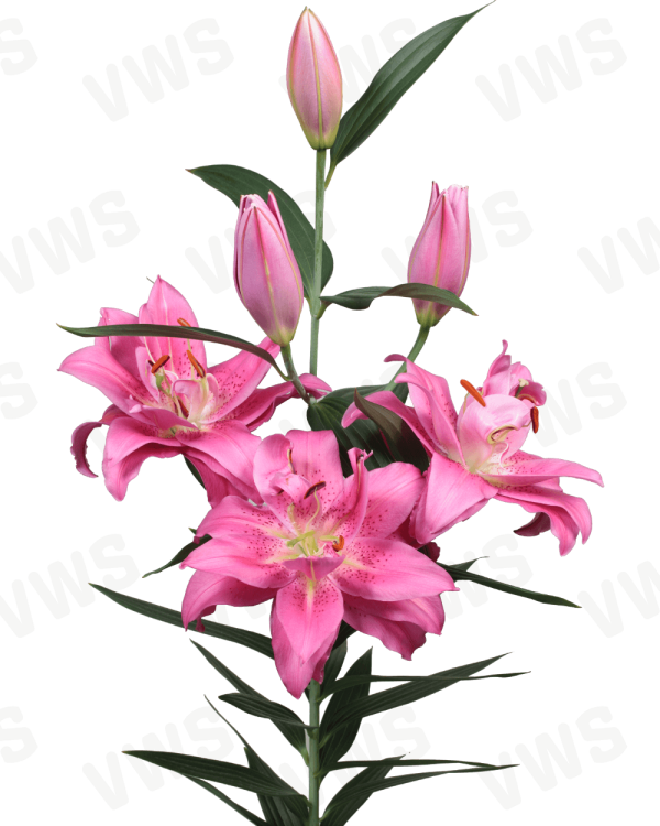 Лілія махрова Twyford (22-24)