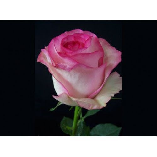 Саджанці троянди чайно-гібридної Белла Віта (Bella Vita)