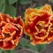 Тюльпан махровий оторочений  Golden Dust