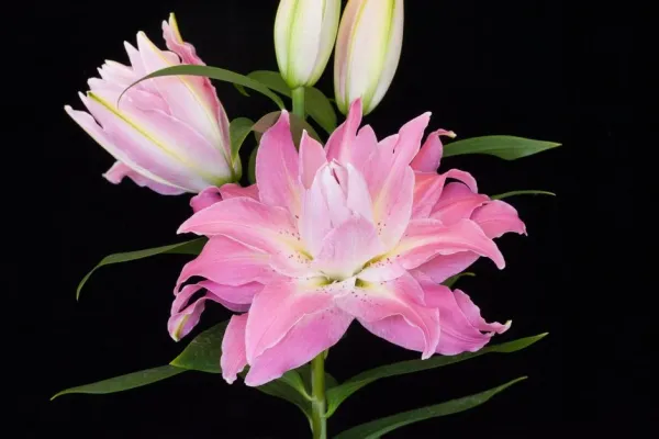 Лілія махрова Twyford (22-24)