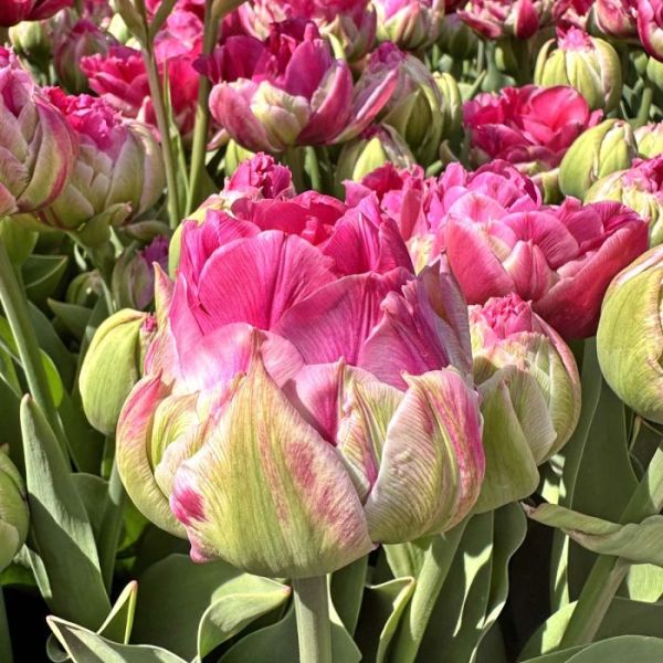 Тюльпан махровий Wicked in Pink 12+