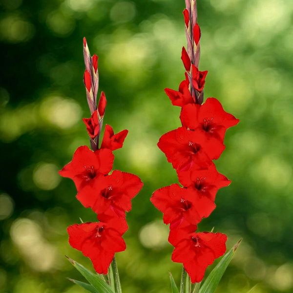 Гладіолус Dador de Pan (12-14)