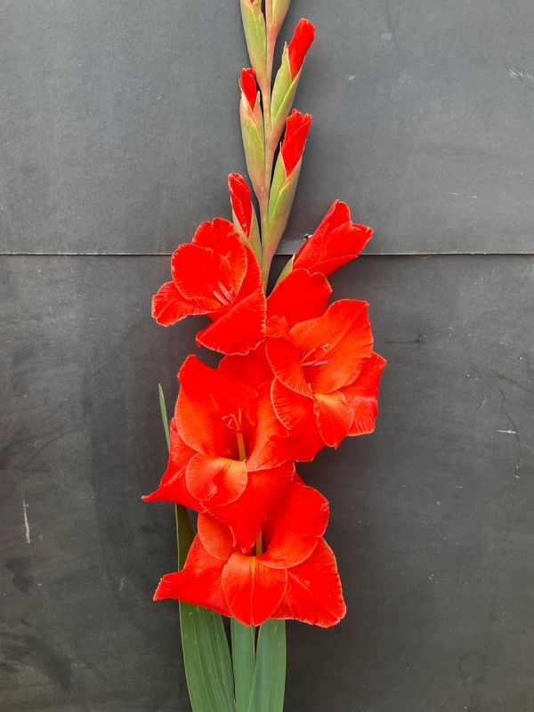 Гладіолус Live Oak (12-14)