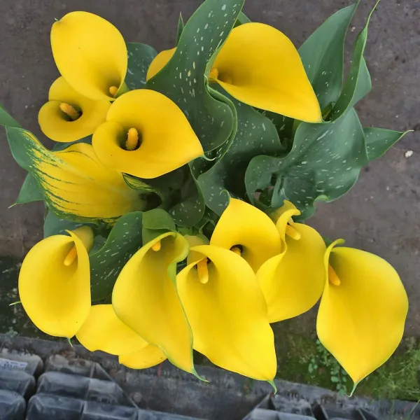 Калла Long Beach (20+)